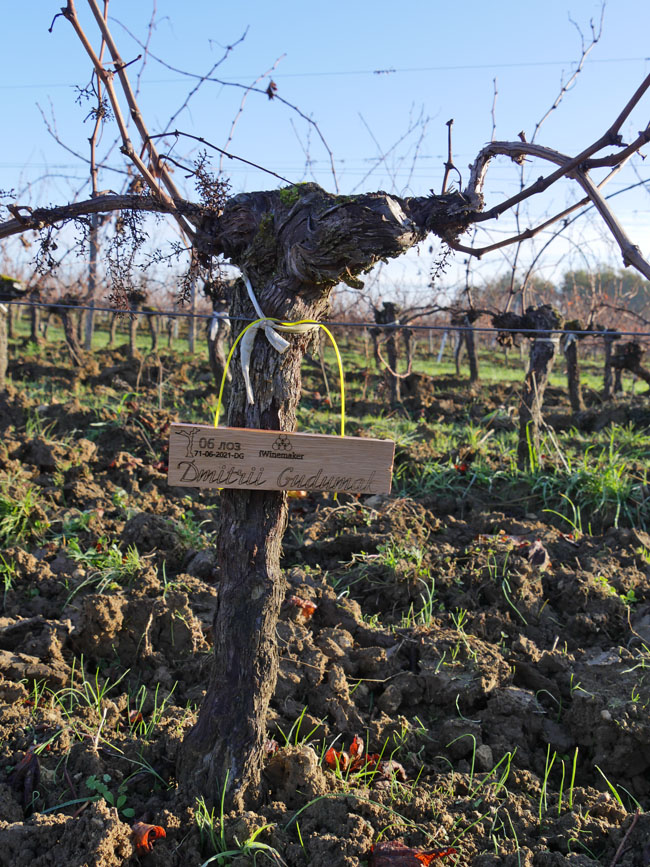 Виноградник на урожай